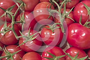 Red tomatoes with green branches. A backdrop of many tomatoes