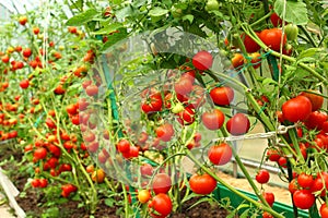 Red tomatoes in a greenhouse