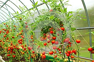 Red tomatoes in a greenhouse