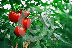 Red Tomatoes in a Greenhouse. Horticulture. Vegetables