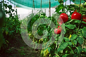 Red Tomatoes in a Greenhouse. Horticulture. Vegetables