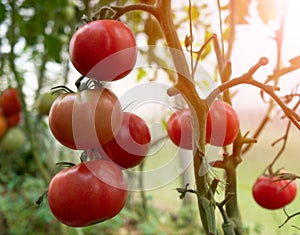 Red Tomatoes in a Greenhouse. Tomatoes grown in a greenhouse. Gardening tomato. Ripe tomato plant growing in greenhouse