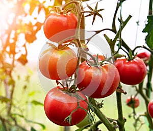 Red Tomatoes in a Greenhouse. Tomatoes grown in a greenhouse. Gardening tomato. Ripe tomato plant growing in greenhouse