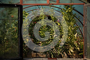 Red tomatoes in a greenhouse. Vegetables ripening in a glasshouse