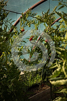 Red tomatoes in a greenhouse. Vegetables ripening in a glasshouse