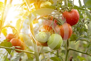 Red tomatoes grow in a garden in a greenhouse