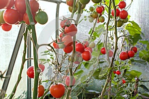 Red tomatoes grow in a garden in a greenhouse