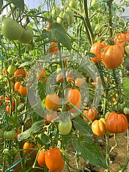 Red tomatoes grow and ripen on bushes