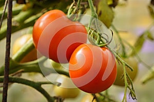 Red tomatoes growing on branch in home garden, closeup