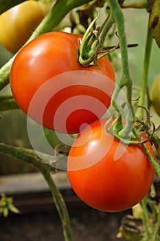 Red tomatoes growing on branch in home garden, closeup