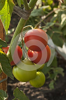 The red tomatoes is growing on branches ,red tomatoes on tomato tree in greenhouse ,Agriculture concept Organic farming