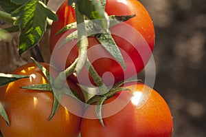 The red tomatoes is growing on branches ,red tomatoes on tomato tree in greenhouse ,Agriculture concept Organic farming