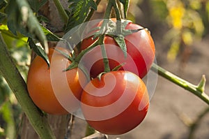 The red tomatoes is growing on branches ,red tomatoes on tomato tree in greenhouse ,Agriculture concept Organic farming