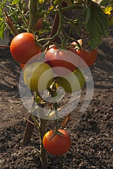 The red tomatoes is growing on branches ,red tomatoes on tomato tree in greenhouse ,Agriculture concept Organic farming