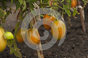 The red tomatoes is growing on branches ,red tomatoes on tomato tree in greenhouse ,Agriculture concept Organic farming