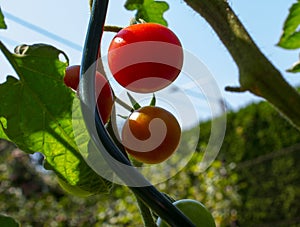 Red tomatoes growing in the garden in sunshine