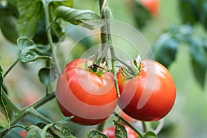 Red Tomatoes Growing on Plant in organic farm