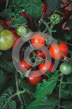 Red tomatoes growing on stem in pots on terrace