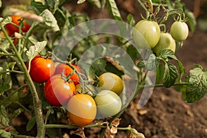 red tomatoes hang on the branches. Agriculture, agronomy, industry