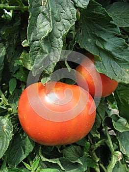 Red tomatoes hanging on the plant