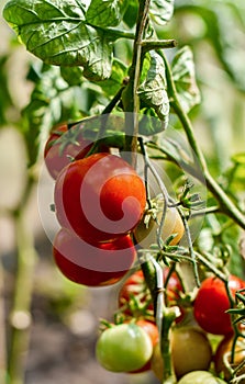 Red tomatoes hanging on the vine in a greenhouse