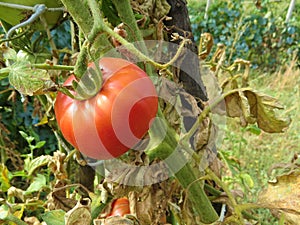 Red tomatoes just harvested from the eco bio garden.