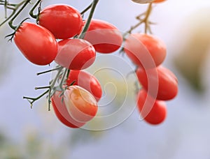 Red tomatoes organic are on the greenhousewith white background, hanging on the vine of a tomato tree in the garden ready for