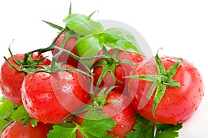 Red tomatoes, parsley and basil with water drops.