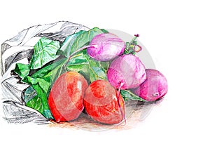 Red tomatoes and pink radishes with green leaves isolated on white background hand drawn in coloured pencils and ink