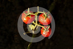 Red tomatoes