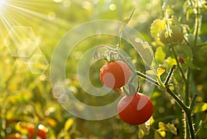 Red tomatoes