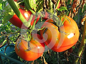 Red Tomatoes Ready for Harvest