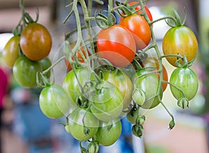 Red tomatoes ,red tomatoes fresh from the tree