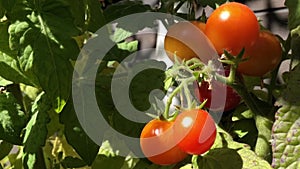 red tomatoes ripen on branches under the warm summer sun