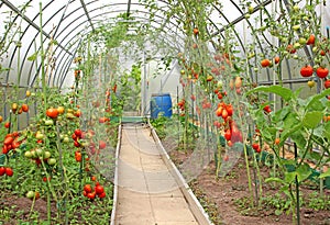 Red tomatoes ripening in a greenhouse