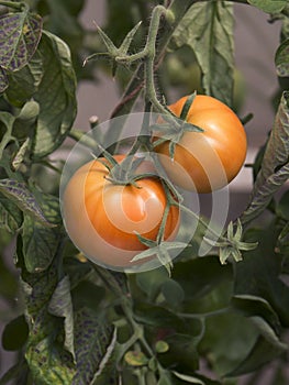 Red tomatoes ripening in vegetable garden