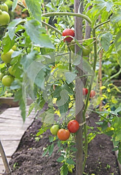 red tomatoes ripening in a vegetable garden attached to a guardian in garden