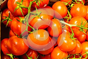 Red tomatoes on twigs.