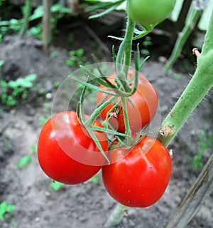 Red tomatoes on a vegetable garden
