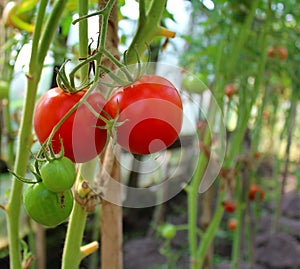 Red tomatoes on a vegetable garden