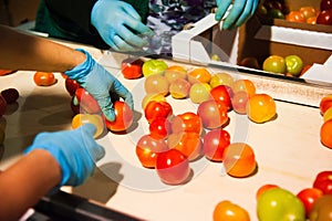 Red tomatoes on vegetable processing factory