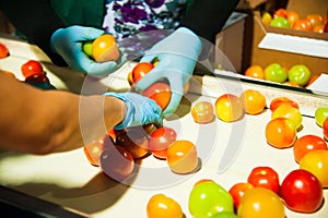 Red tomatoes on vegetable processing factory photo