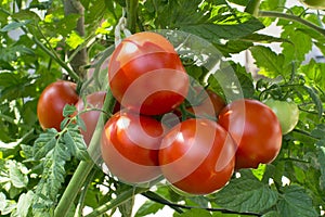 Red tomatoes on vine