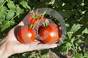 Red tomatoes on vine