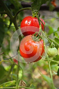 Red tomatoes wet with raindrops before harvesting