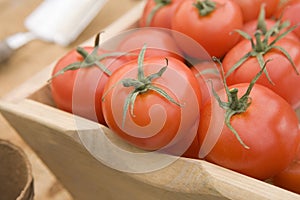 Red Tomatoes In A Wooden Trug