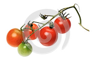 Red tomatto, isolated