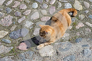 Red tomcat lies on paving stones in the sun photo