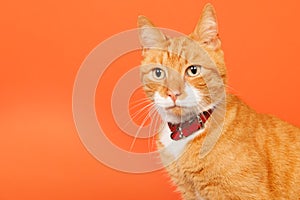 Red tomcat on orange background photo