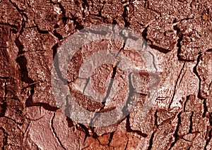 Red toned tree bark surface.